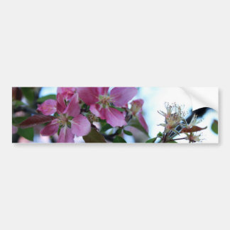 Apple Blossom Bumpersticker
