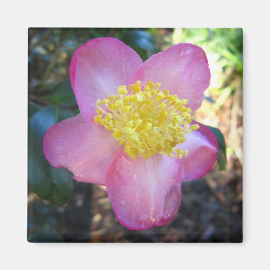 Apple Blossom Camelia Photo Square Magnet Magneet (Voorkant)