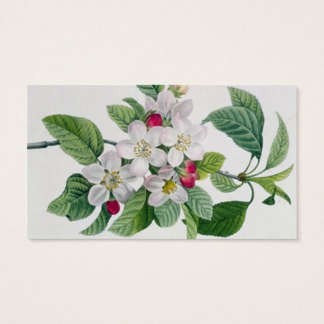 Apple Blossom, de 'Les Choix des Plus Belles (Dos)