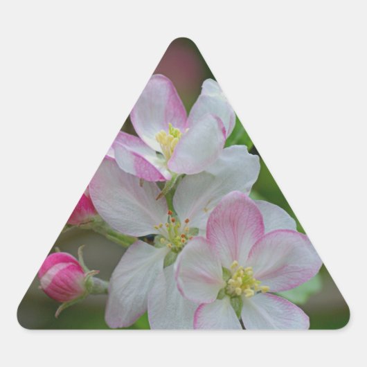 Apple Blossom Driehoek Sticker (Voorkant)