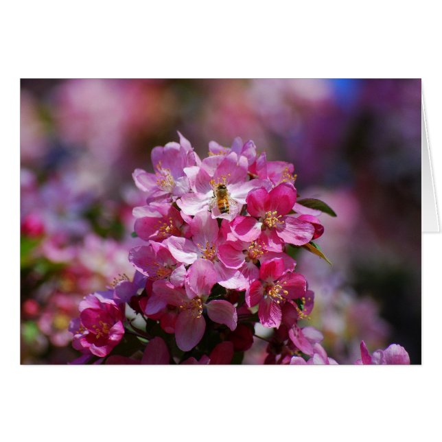 Apple Blossom en Honeybee (Voorkant Horizontaal)