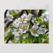 Apple Blossom Feestdagenkaart (Voorkant)