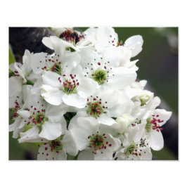 Apple Blossom in Spring Foto Afdruk