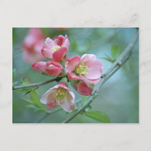 Apple Blossom #P0356 Briefkaart