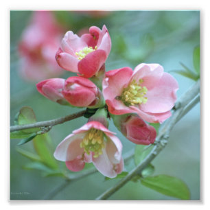 Apple Blossom #P0356 Foto Afdruk