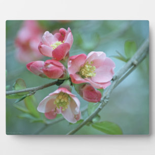 Apple Blossom #P0356 Plaque Fotoplaat