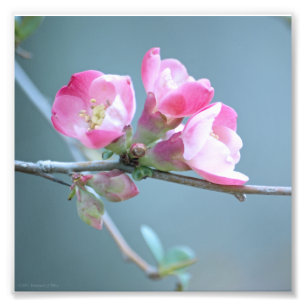 Apple Blossom #P0358 Foto Afdruk