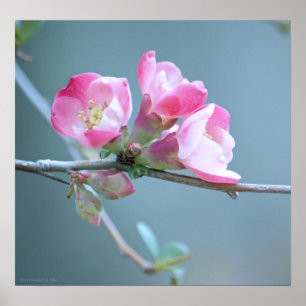 Apple Blossom #P0358 Poster