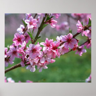 Apple Blossom Poster