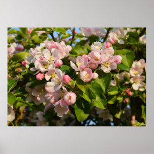 Apple blossom poster