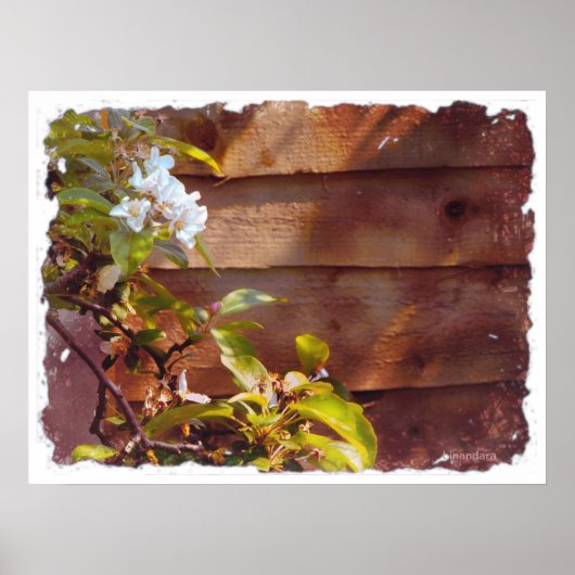 Apple Blossom Poster (Voorkant)