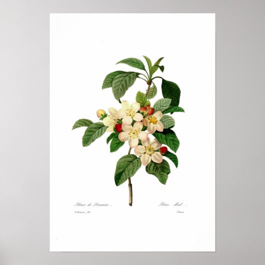 Apple blossom poster (Voorkant)