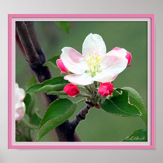 Apple Blossom Poster; Waterverf impressionistisch Poster (Voorkant)