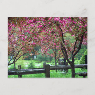 Apple Blossom Time Briefkaart