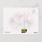 Apple Blossom Time Briefkaart (Achterkant)