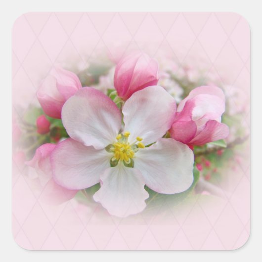 Apple Blossom Time Vierkante Sticker (Voorkant)