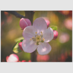 Apple Blossom Tissuepapier