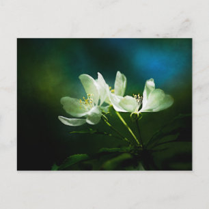 Apple Blossom - Twee bloemen Briefkaart