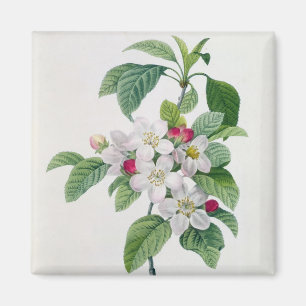 Apple Blossom uit 'Les Choix des Plus Belles' Magneet