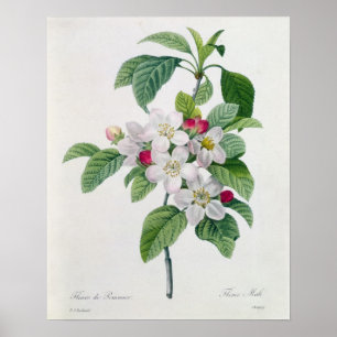Apple Blossom uit 'Les Choix des Plus Belles' Poster