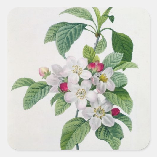Apple Blossom uit 'Les Choix des Plus Belles' Vierkante Sticker (Voorkant)