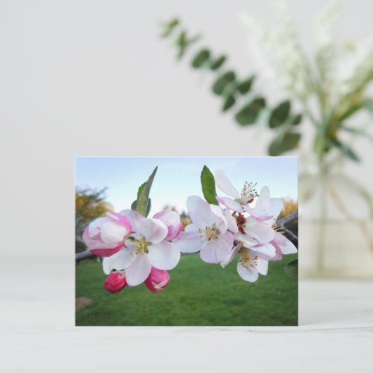 Apple Blossoms Briefkaart (Staand voorkant)