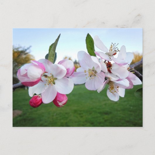 Apple Blossoms Briefkaart (Voorkant)