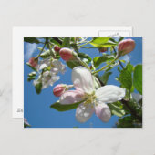 APPLE BLOSSOMS Cartes postales Printemps (Devant / Derrière)