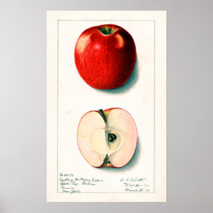  Apple Botanische illustratie Poster