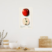  Apple Botanische illustratie Poster (Keuken)