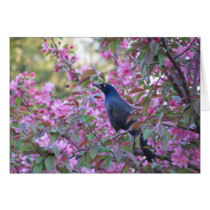 Apple fleurissent Grackle