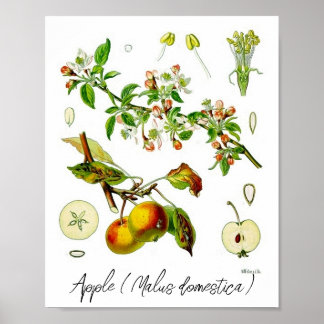 Apple Fruit Flower Botanische Illustratie Poster