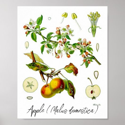 Apple Fruit Flower Botanische Illustratie Poster (Voorkant)