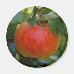 Apple James Grieve magnet Magneet