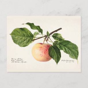 Apple (Malus Domestica) Waterverf van fruit Briefkaart