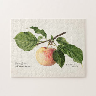 Apple (Malus Domestica) Waterverf van fruit Legpuzzel