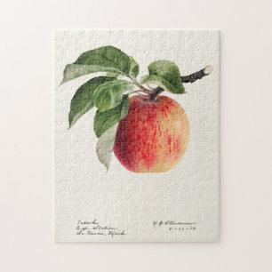 Apple (Malus Domestica) Waterverf van fruit Legpuzzel