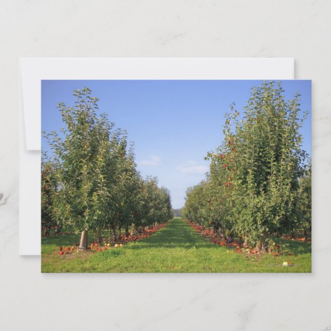 Apple Orchard (Voorkant)