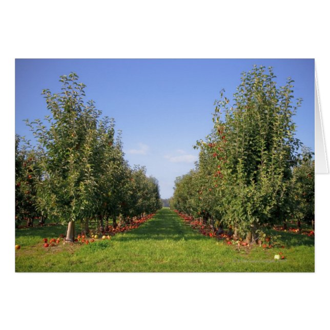 Apple Orchard (Voorkant Horizontaal)