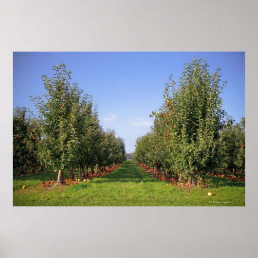 Apple Orchard Poster (Voorkant)