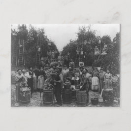 Apple Picking in Berkeley County, West Virginia Briefkaart