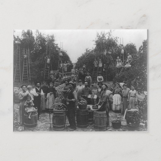 Apple Picking in Berkeley County, West Virginia Briefkaart (Voorkant)