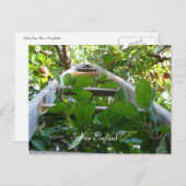 Apple-plukken in New England Briefkaart (Voorkant / Achterkant)