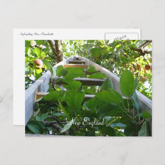 Apple-plukken in New England Briefkaart (Voorkant / Achterkant)