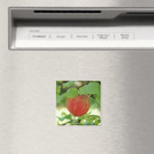 Apple Red Annanas - aimant (In Situ (Lave-vaisselle))