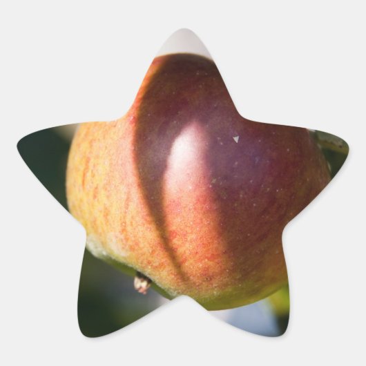 Apple Ster Sticker (Voorkant)