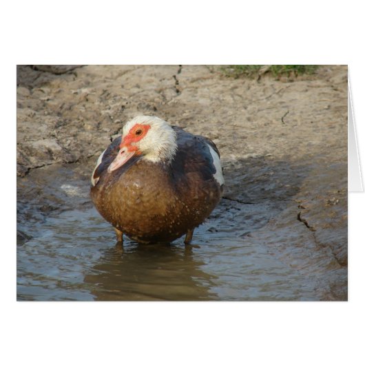 Apple the Muscovy Hen (Voorkant Horizontaal)