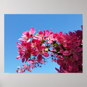 Apple tree blooming. Roze bloemen. Poster