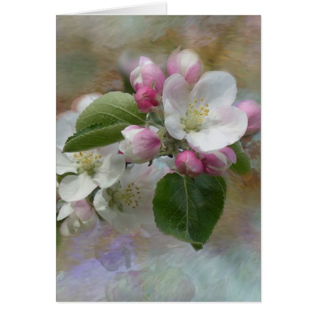 Apple Tree Blossom (Voorkant)
