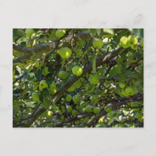 Apple Tree Briefkaart (Voorkant)